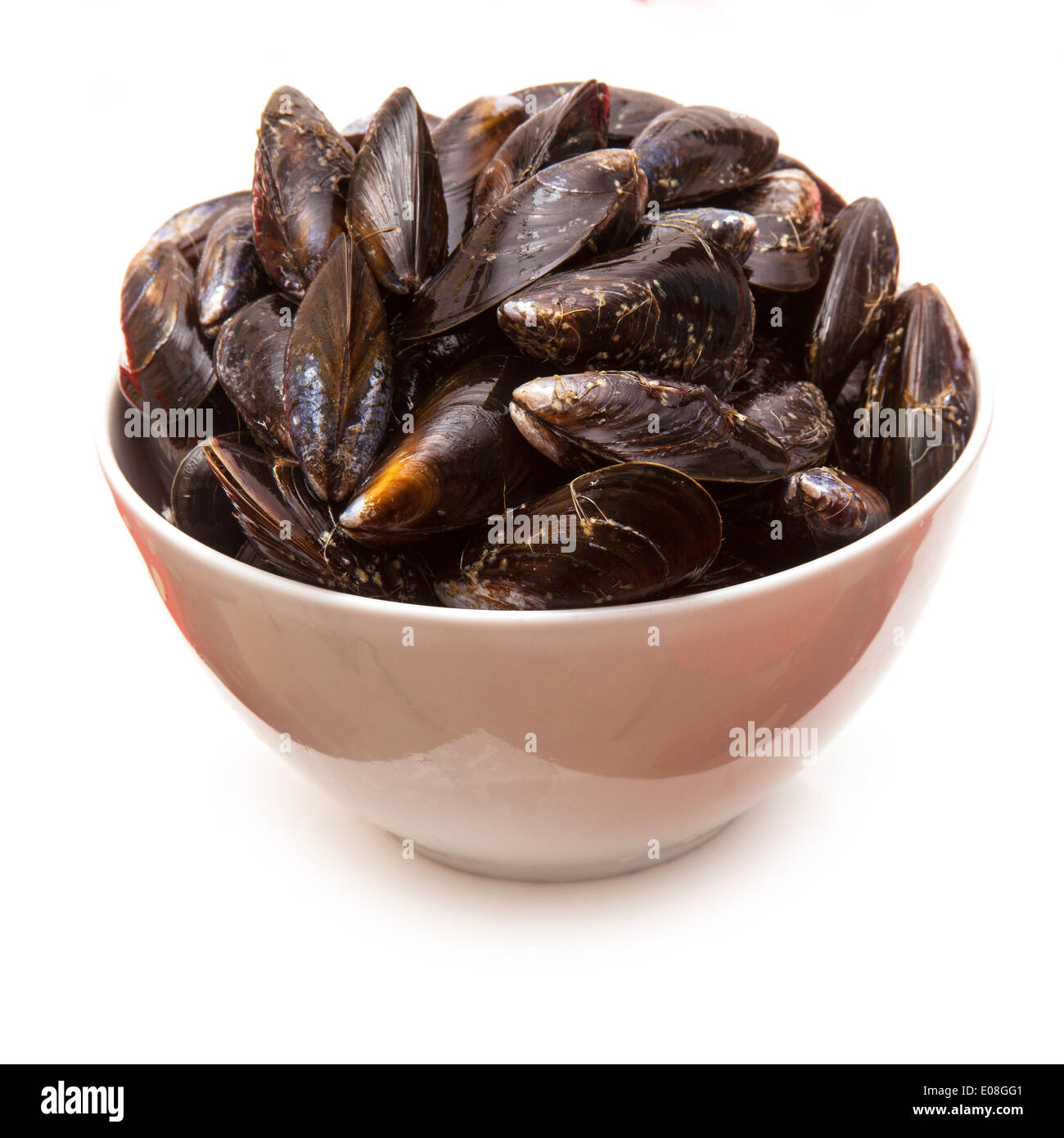 Bol de moules crues isolated on a white background studio. Banque D'Images