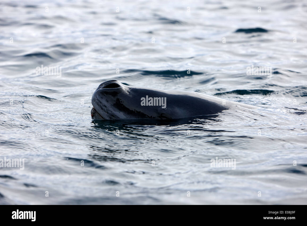 Leopard seal peeking et la respiration au-dessus de l'eau Antarctique Banque D'Images