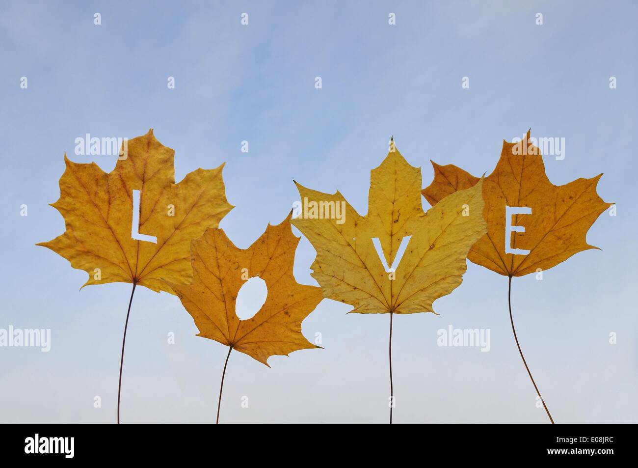 Les lettres coupées de feuilles de couleur automnale forment le mot « Love » en Allemagne, le 28 janvier 2013. Fotoarchiv für Zeitgeschichte - PAS DE SERVICE DE FIL Banque D'Images