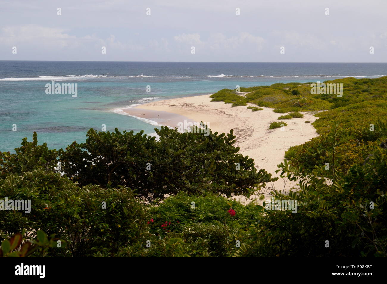 Côte-Nord, Barbuda, Antigua et Barbuda, Iles sous le vent, Antilles, Caraïbes, Amérique Centrale Banque D'Images