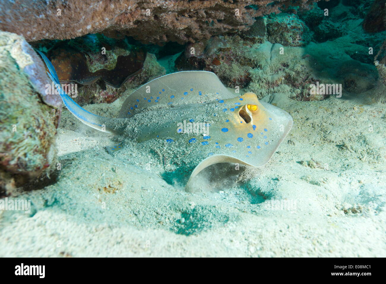 Ribbontail Blue spotted ray (Taeniura lemme) se nourrissent de petites créatures sous le sable de la mer Rouge, Marsa Alam, Egypte, Afrique du Nord, Afrique Banque D'Images