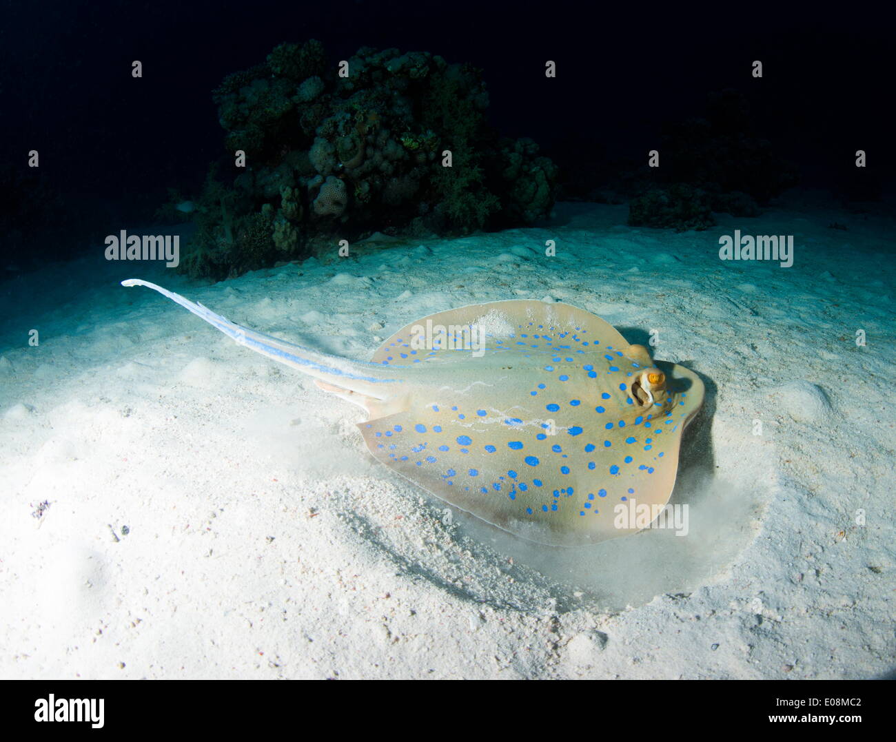 Ribbontail Blue spotted ray (Taeniura lemme) se nourrit de petites créatures sous le sable, en utilisant ses ailes pour remuer le sable, Marsa Alam, Egypte, Afrique du Nord, Afrique Banque D'Images