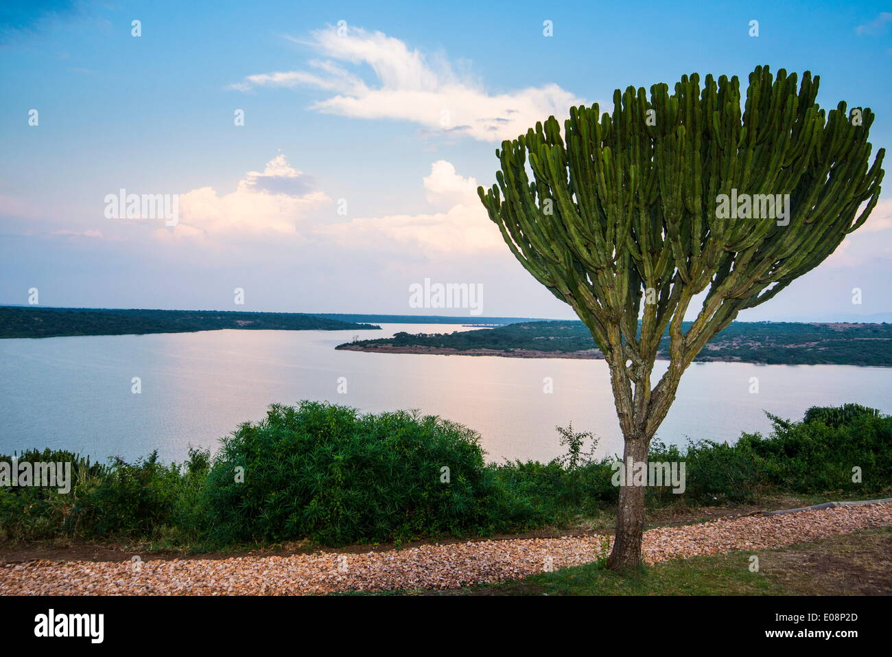 Arbre généalogique de cactus au-dessus du canal de Kazinga qui relie le lac George et le lac Édouard au coucher du soleil, Parc national Queen Elizabeth, en Ouganda, en Afrique de l'Est, l'Afrique Banque D'Images