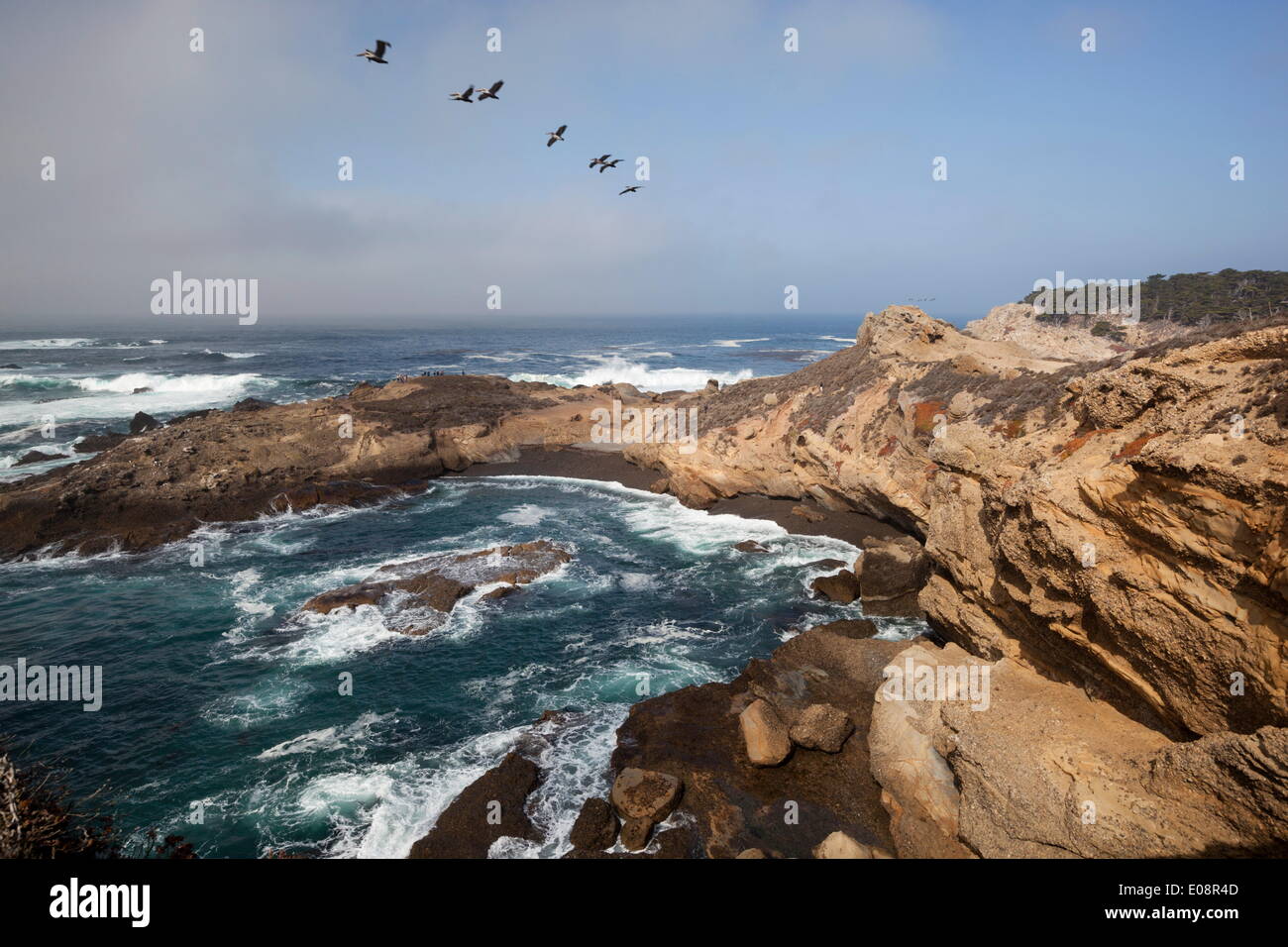 Point Lobos State Parc Naturel, Carmel, Monterey County, Californie, États-Unis d'Amérique, Amérique du Nord Banque D'Images