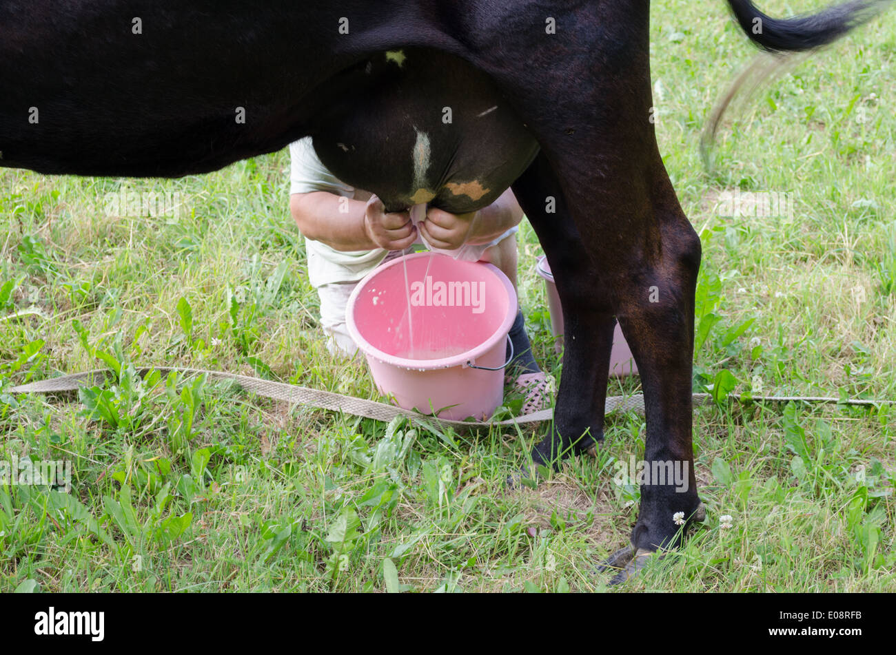La productrice de lait traire mains femme creusé pour vache rose plastique godet en prairie. Banque D'Images