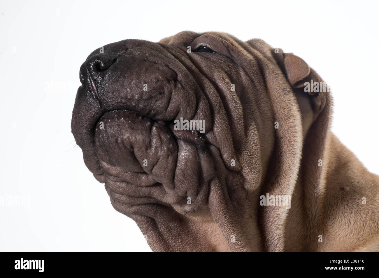 Chinese Shar Pei tête portrait isolé sur fond blanc Banque D'Images