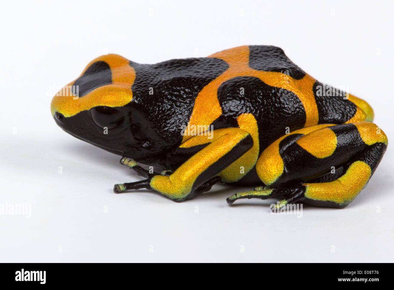 Jaune et Noir Poison Dart Frog Banque D'Images