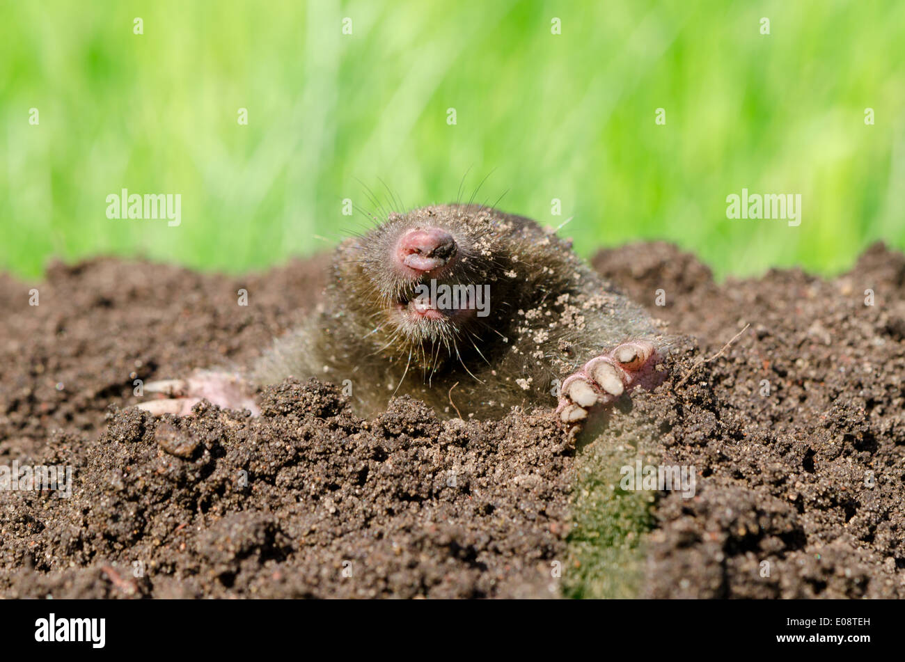 La tête dans le trou de taupe molehill sol. Ennemi pour belle pelouse. Banque D'Images