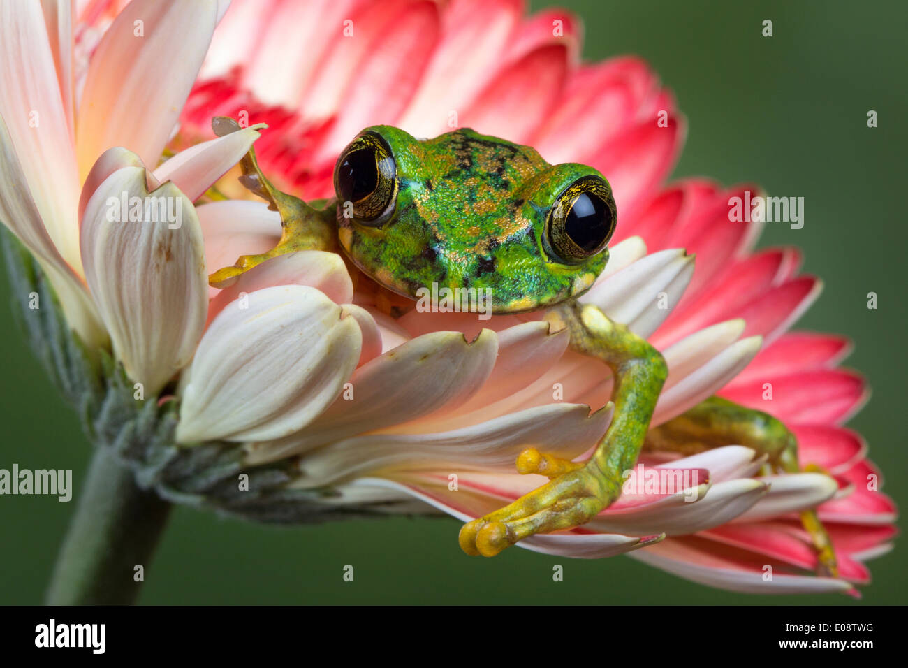 Globe Eyed grenouille d'arbre en fleurs Banque D'Images Globe Eyed grenouille d'arbre en fleurs Banque D'Images
