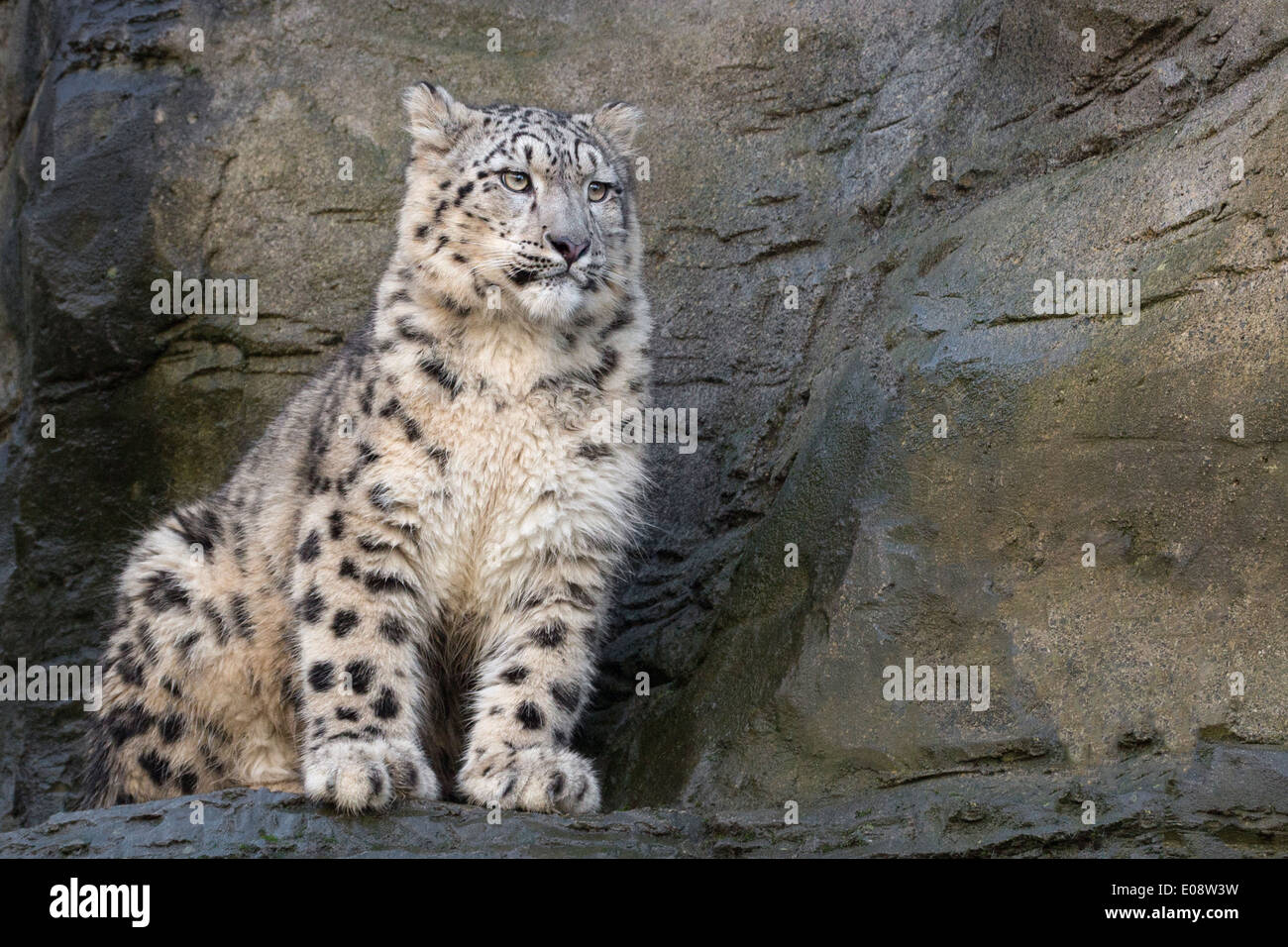 One-year-old Snow Leopard Banque D'Images