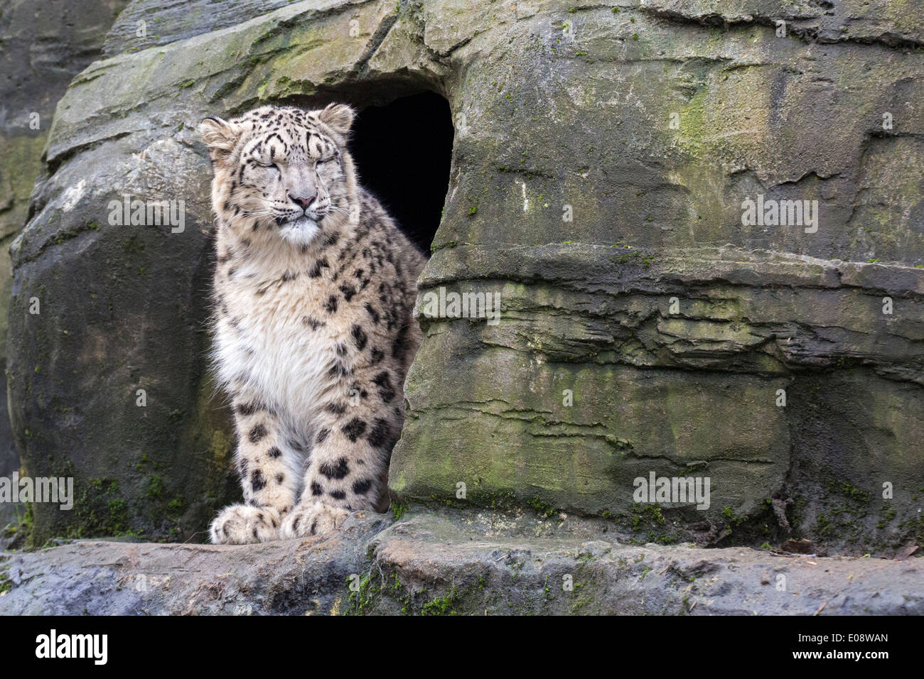 One-year-old Snow Leopard Banque D'Images