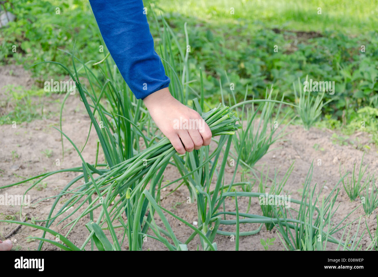 Mains femme vert sélection oignon naturel cultivé dans les régions rurales de jardin. Les aliments sains. Banque D'Images