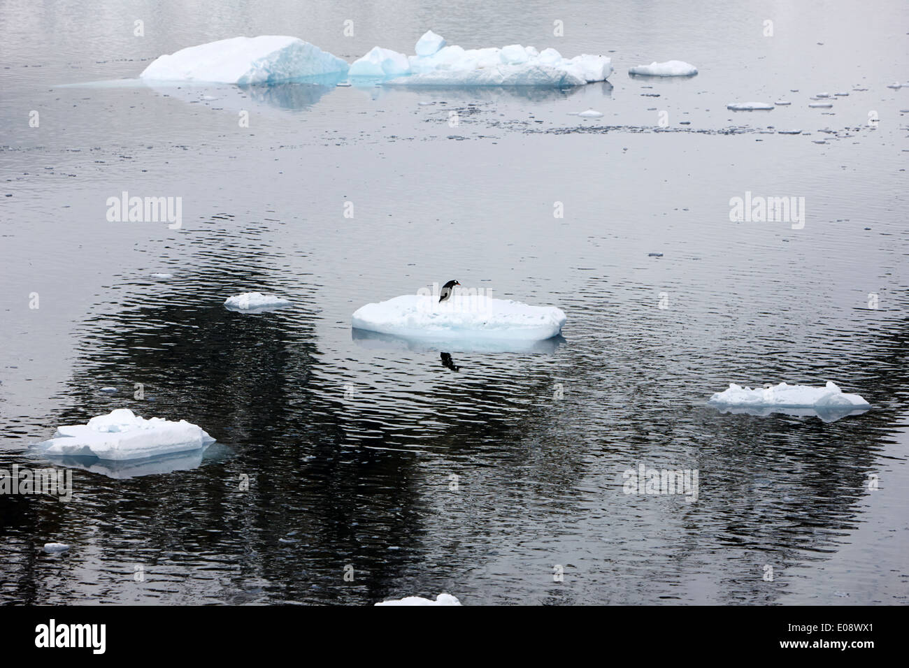 Les seul Gentoo pingouin échoué sur un petit iceberg le Canal Lemaire Antarctique Banque D'Images