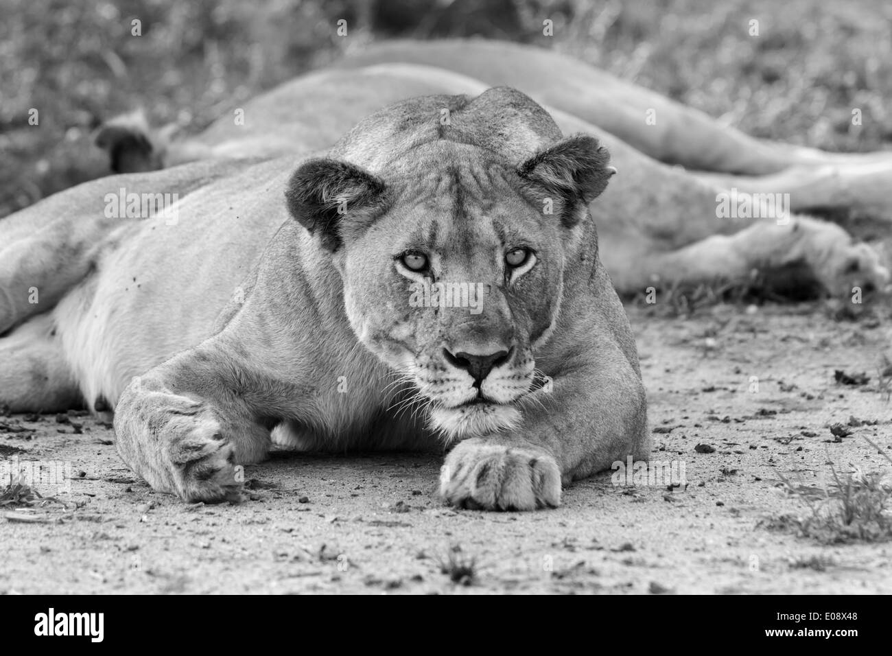 Lioness (Panthera leo), Madikwe game reserve, Province du Nord-Ouest, Afrique du Sud, février 2014 Banque D'Images