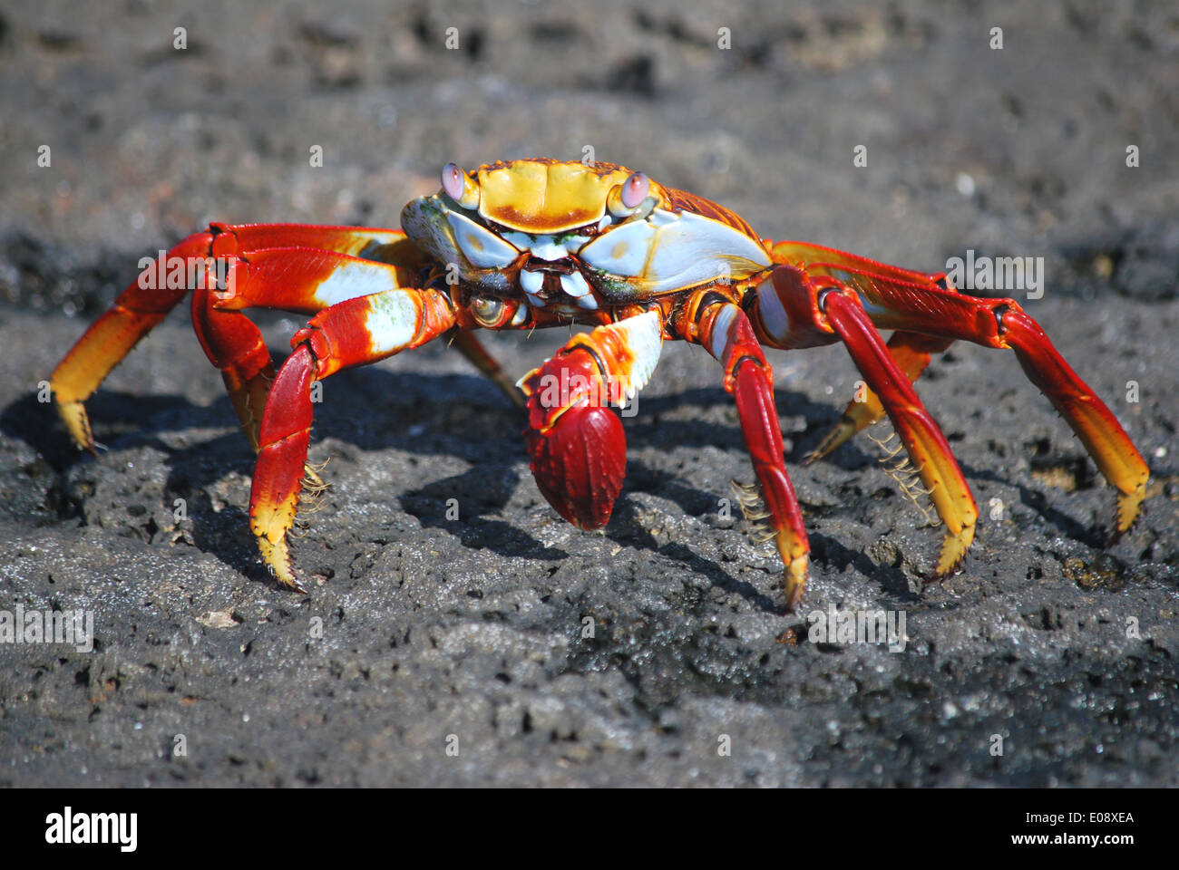 Sally Lightfoot Crab, Galapagos Banque D'Images