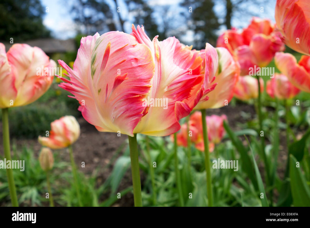 Gros plan de Tulipa Apricot Parrot tourné sous un angle bas dans une frontière de jardin de printemps, Angleterre, Royaume-Uni Banque D'Images