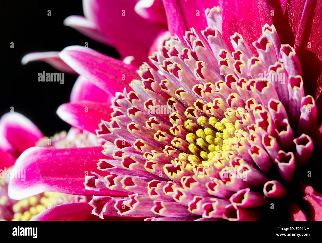 Close up image de fleur de chrysanthème rose foncé Banque D'Images