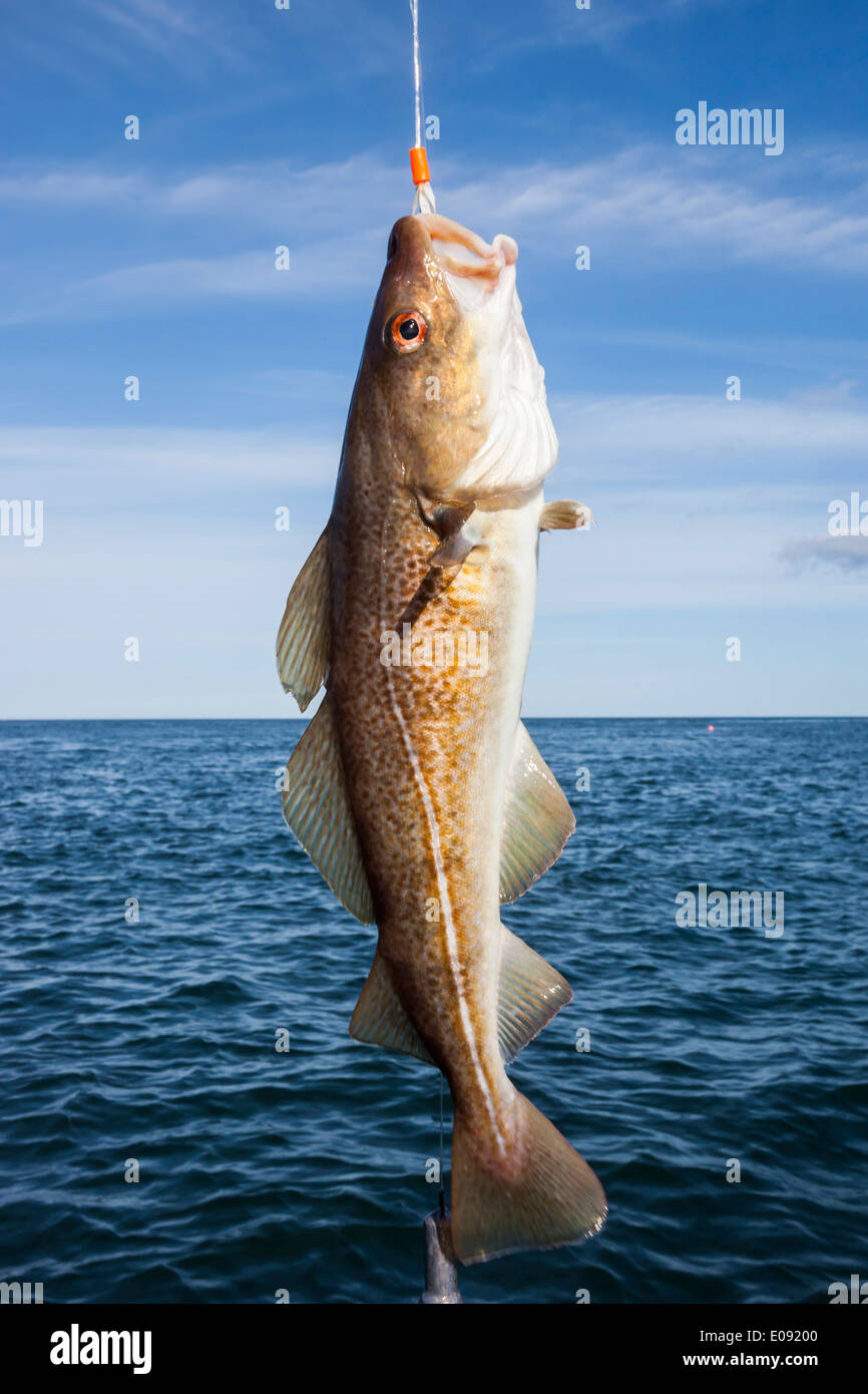 Fresh line pris codling, mer du Nord, au large de Largs, Northumberland, Royaume-Uni, Septembre 2013 Banque D'Images