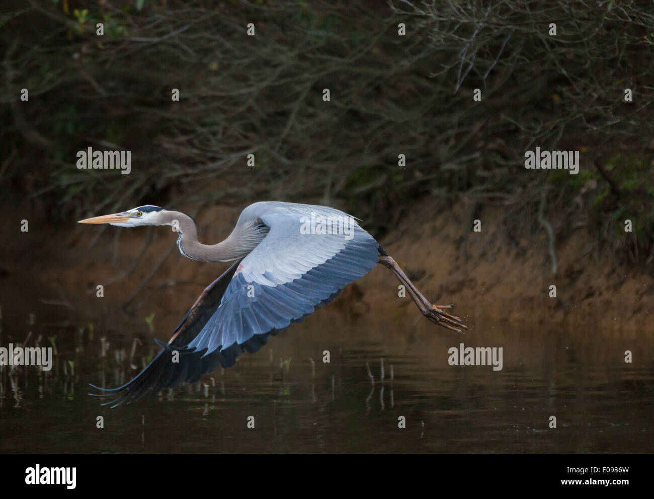 Héron voler. Ailes déployées. L'horizontale. Fairfax Station, Virginia USA Banque D'Images