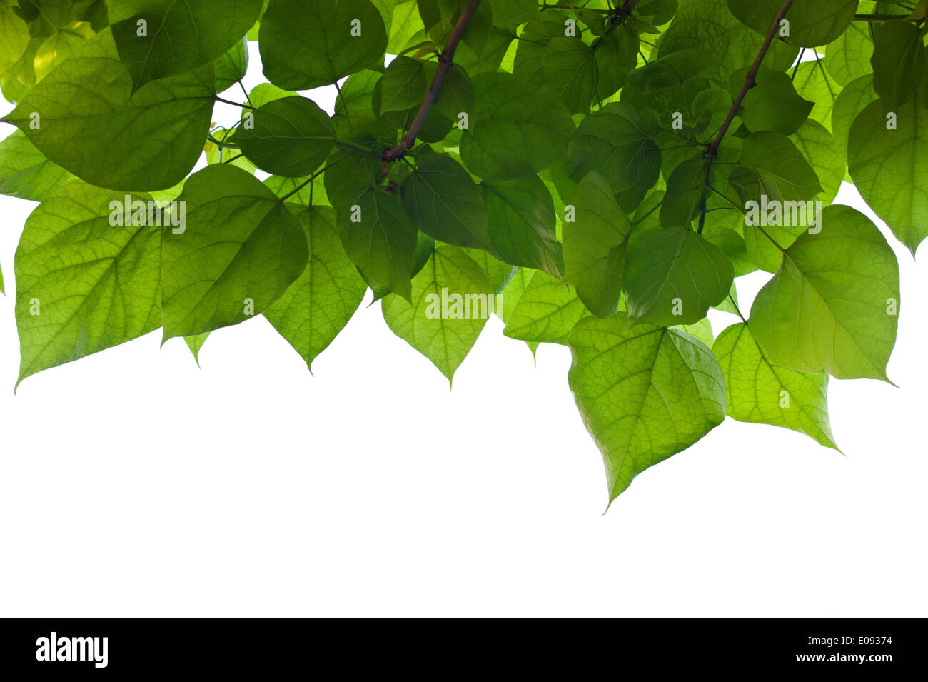 Draps et ciel, photo symbolique fue la croissance, photosynthèse, printemps, Blaetter und Himmel, Symbolfoto fue Wachstum, Fotosynthese, Banque D'Images