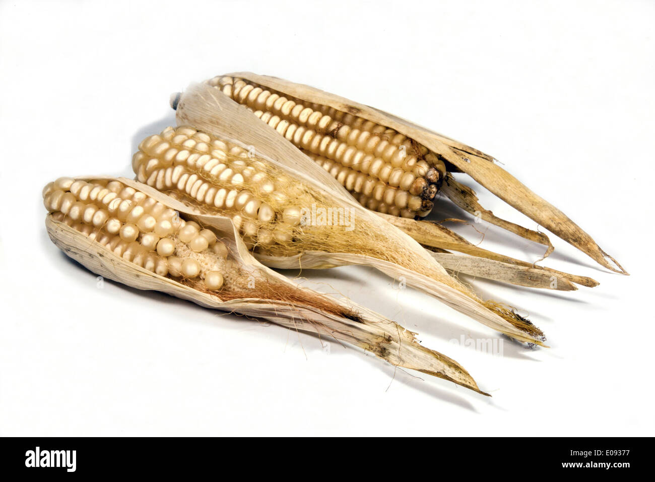 Les épis de maïs séchés d'une mauvaise campagne agricole Banque D'Images
