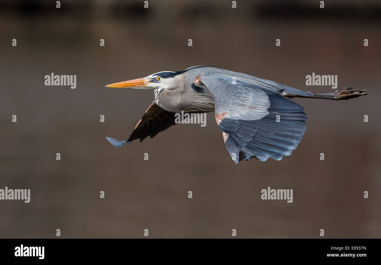 Héron voler. Ailes déployées. L'horizontale. Fairfax Station, Virginia USA Banque D'Images