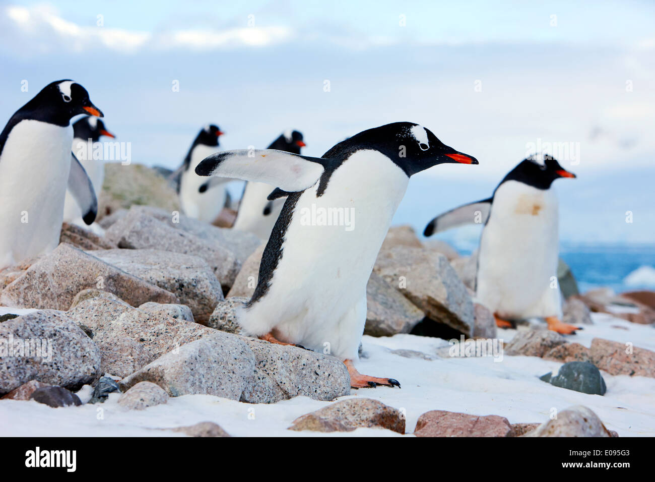 Manchots marchant en ligne sur terrain rocailleux, Neko Harbour Antarctique Banque D'Images