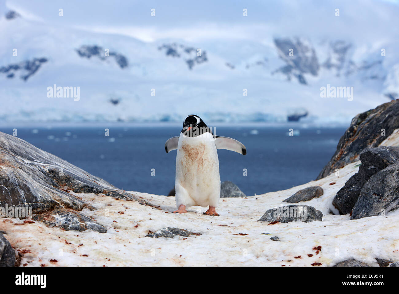 La Gentoo pingouin avec ailes déployées marche à Neko Harbour péninsule arctowski continent Antarctique Antarctique Banque D'Images