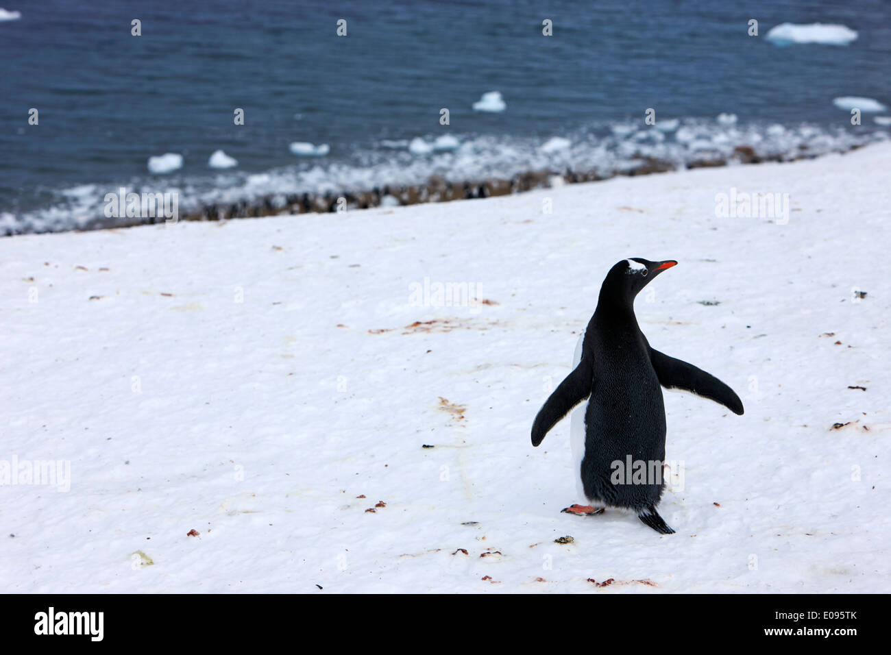 Gentoo pingouin marcher en descente jusqu'à Neko Harbour colonie continentale de l'Antarctique l'Antarctique Banque D'Images