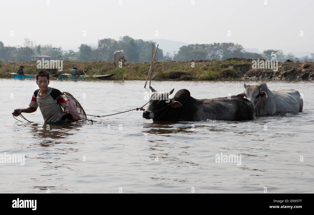 En Asie du sud-est de l'État Shan en Birmanie Myanmar Lac Inle homme Nyaungshwe pataugeant dans l'eau avec deux buffles d'eau 2 Banque D'Images