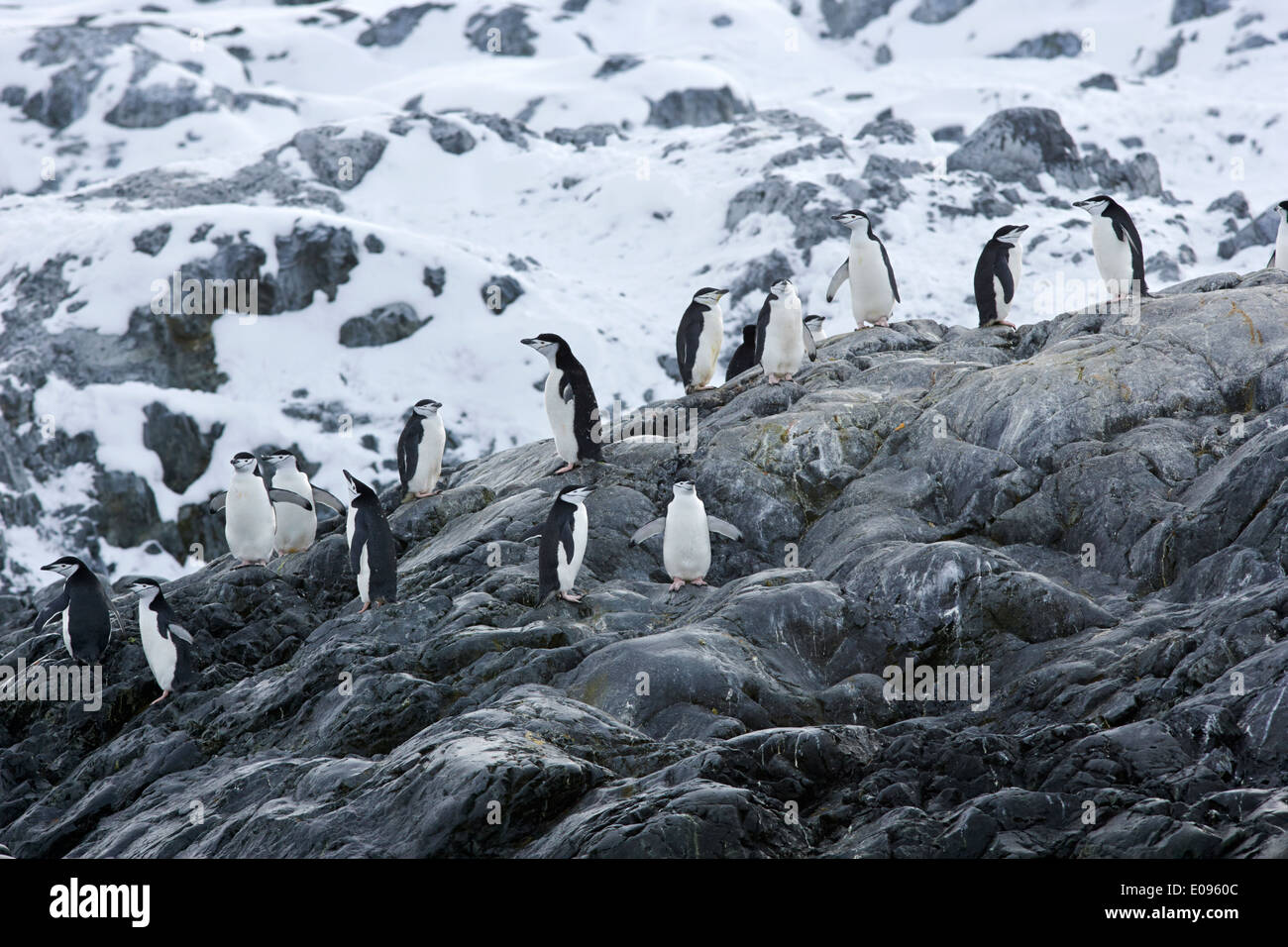 Colonie de manchots à jugulaire sur rochers à cierva cove Antarctique Banque D'Images