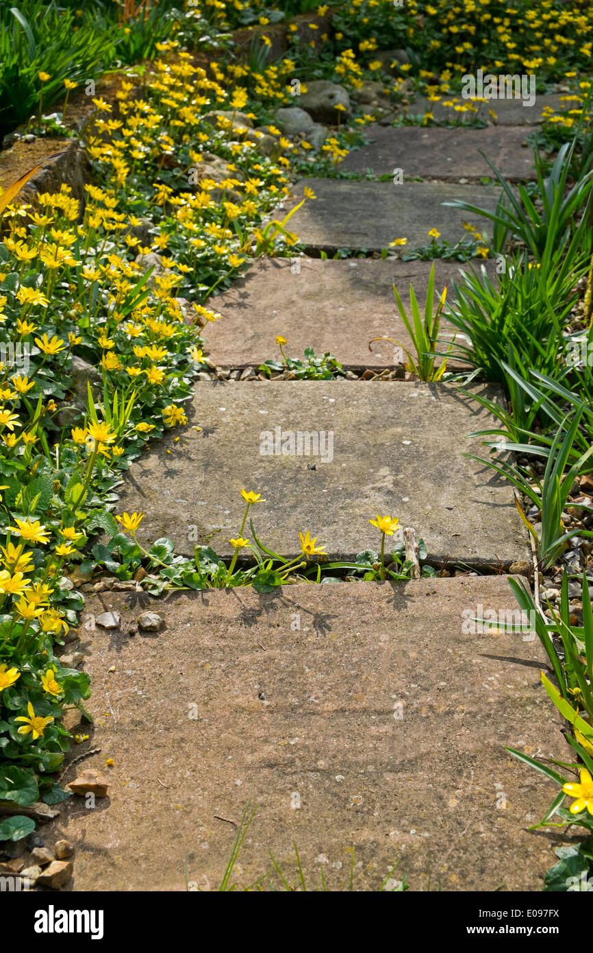 Lesser celandine, Ranunculus ficaria, empiétant sur un sentier de jardin. Banque D'Images