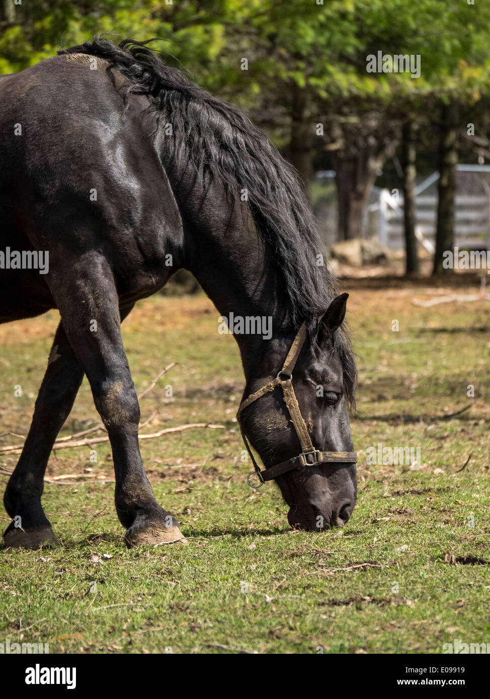 Libre d'un brun sombre, cheval percheron en bonne santé qui paissent dans un champ. Banque D'Images