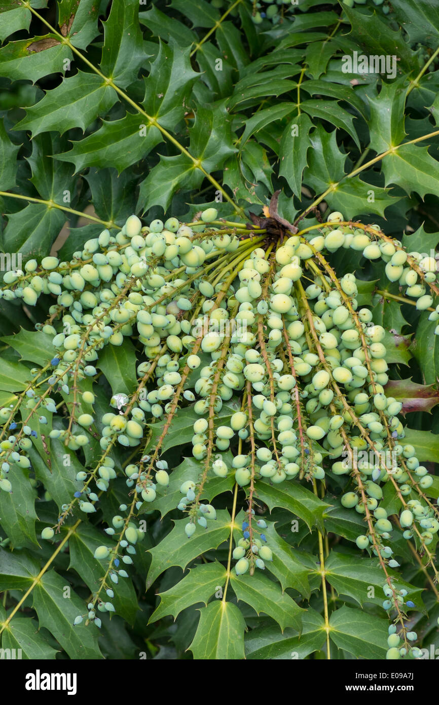 Mahonia japonica montrant baies vertes au printemps. Banque D'Images