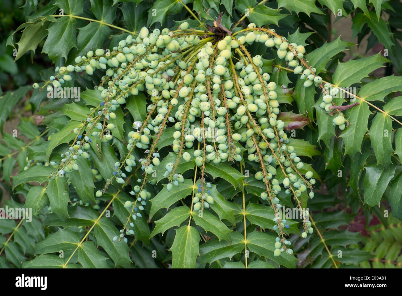 Mahonia japonica montrant baies vertes au printemps. Banque D'Images