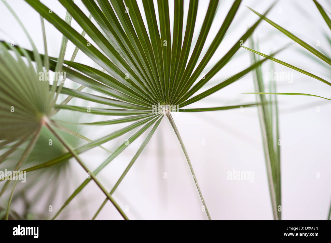 Feuilles de palmier vert brouillé sur fond blanc. Banque D'Images