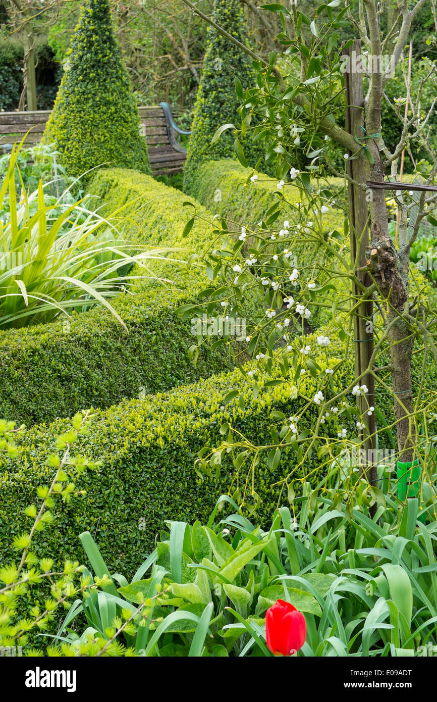 Jardin de printemps avec box Buxus sempervirens, de couverture et de gui sur pommier. Banque D'Images