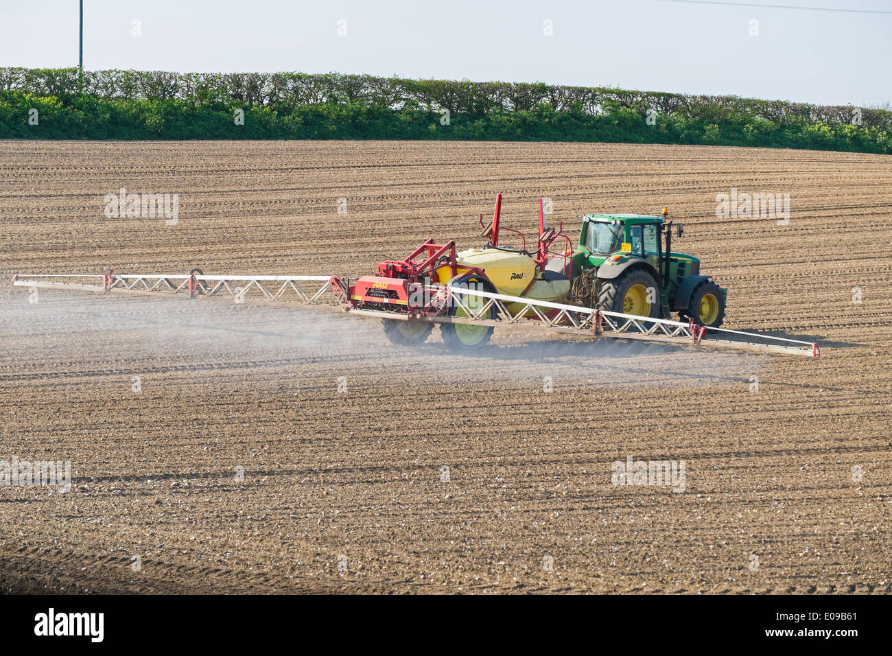 Avant de pulvériser sur les mauvaises herbes l'émergence de la betterave. Banque D'Images