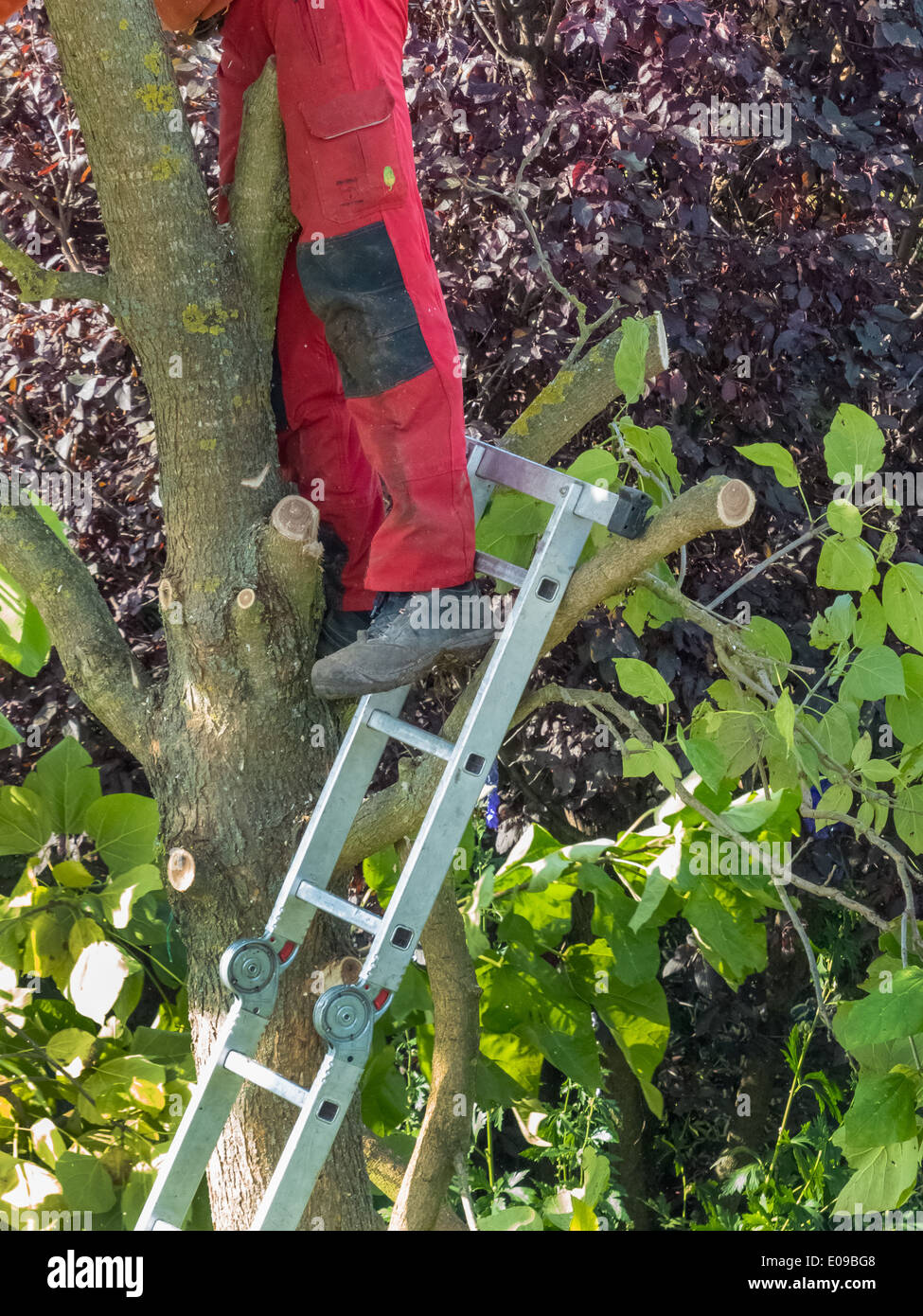 Un jardinier re-édite un arbre. Travaille dans le jardin., Ein Gaertner schneidet einen Baum um. Arbeiten im Garten. Banque D'Images