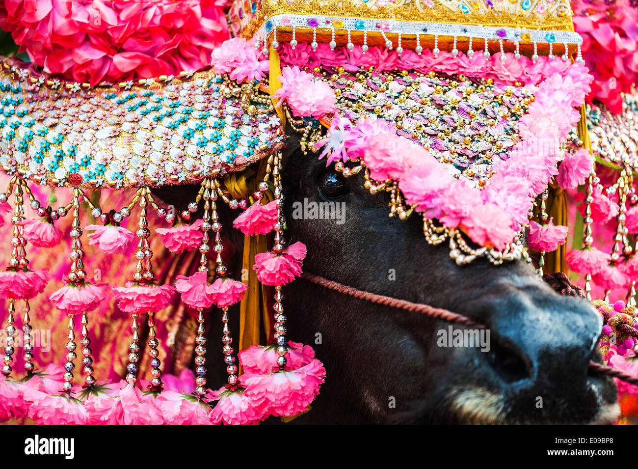 Buffalo en thaï beauté début de Lentl bouddhiste . Banque D'Images