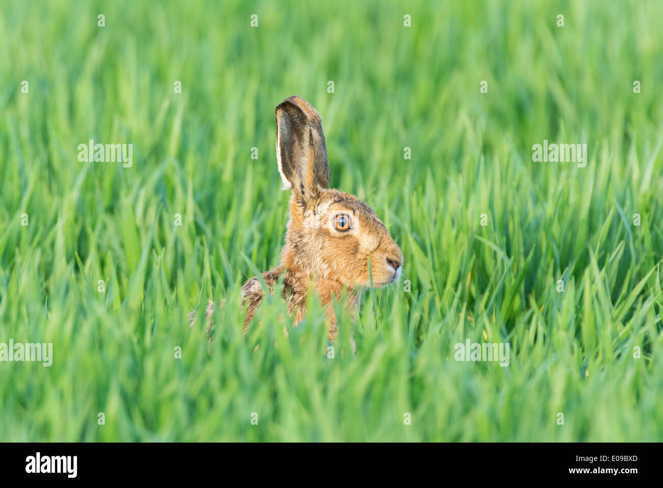 Lièvre d'Europe (Lepus europaeus) en avril, la récolte de céréales Banque D'Images