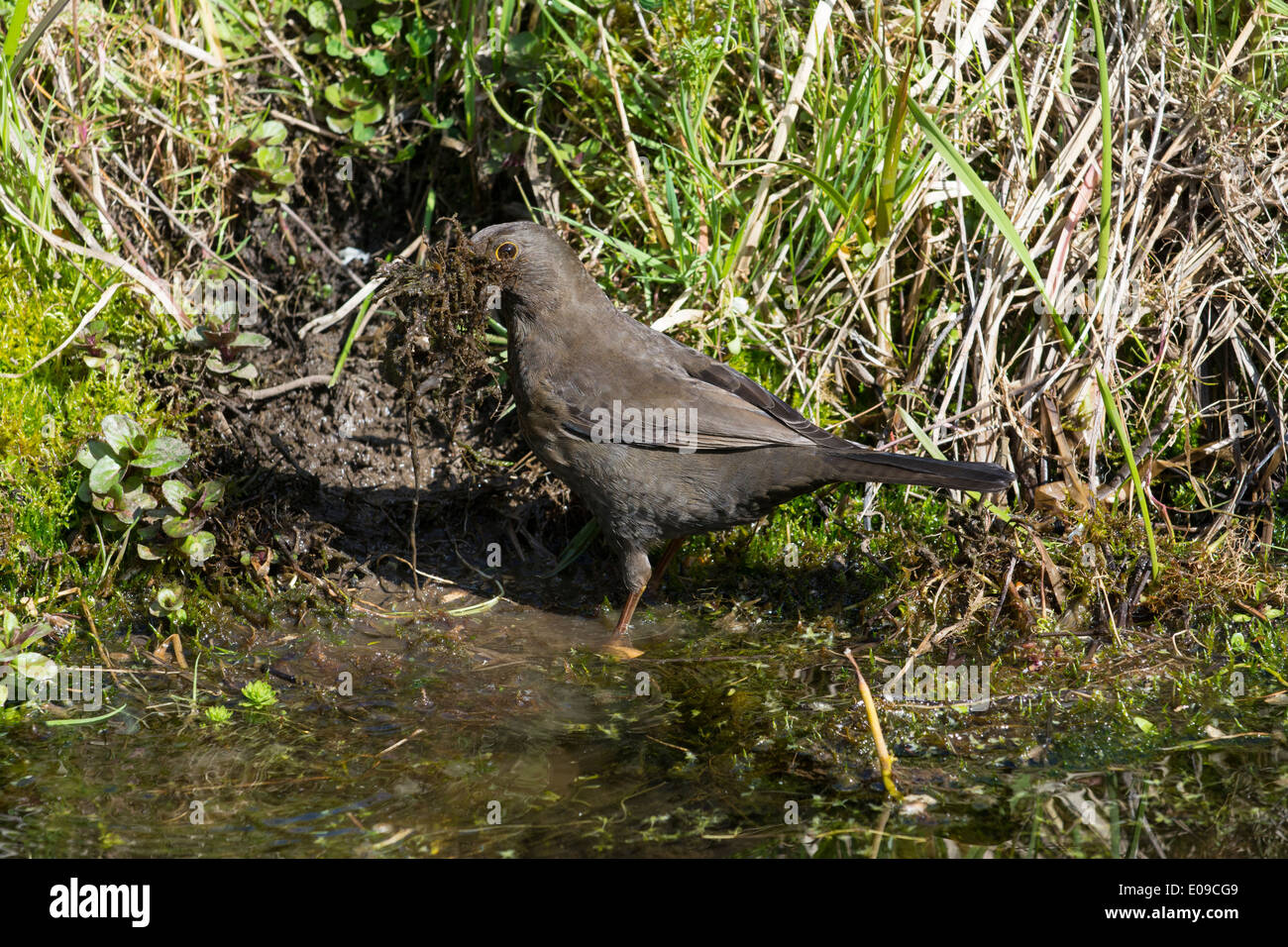 Blackbird, Turdus merula, femme la collecte des matériaux de nidification à côté d'étang de jardin, avril. Banque D'Images