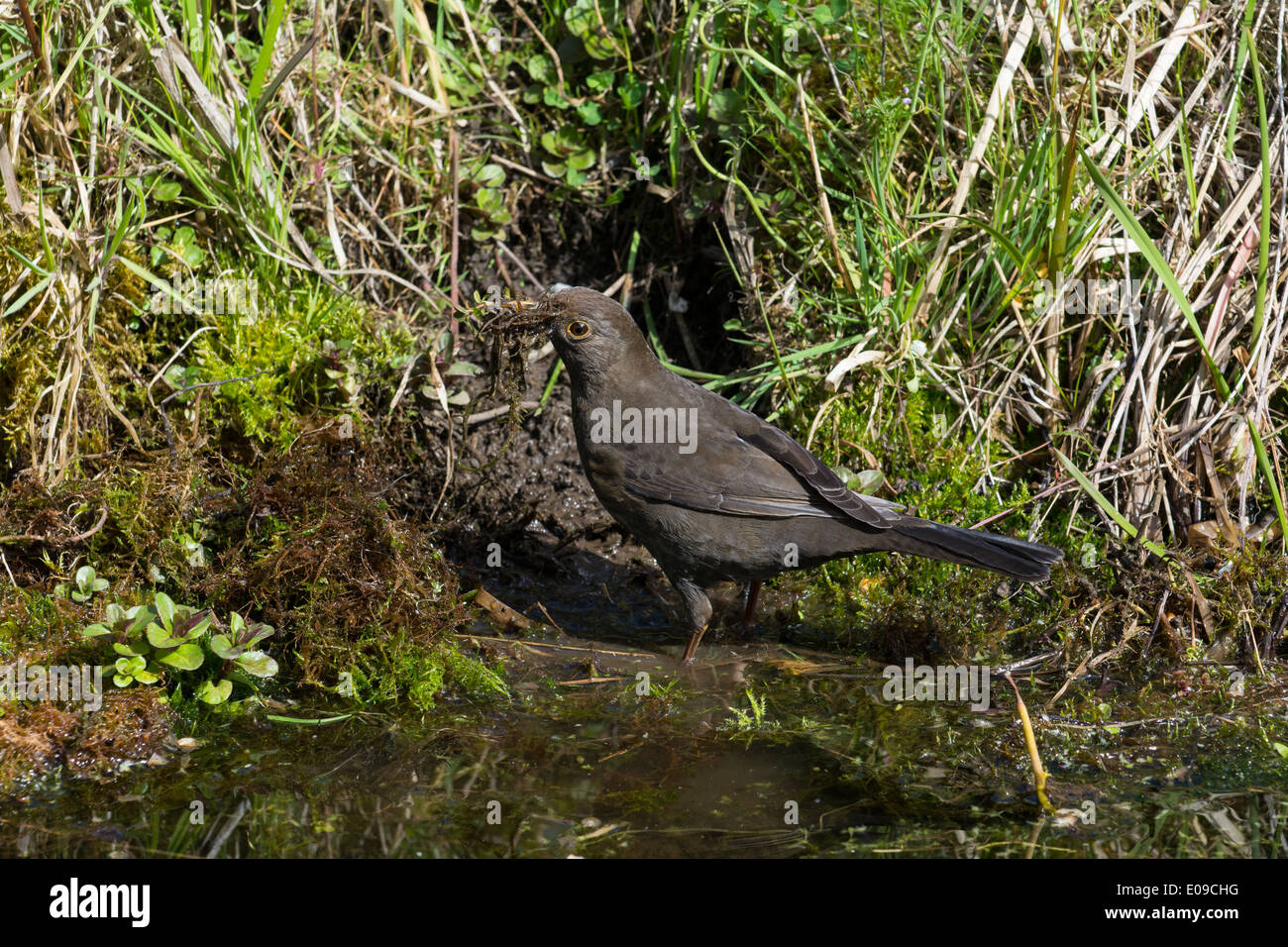 Blackbird, Turdus merula, femme la collecte des matériaux de nidification à côté d'étang de jardin, avril. Banque D'Images