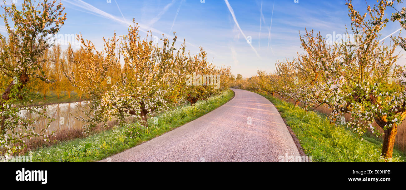 Blossoming apple trees le long d'une route Banque D'Images