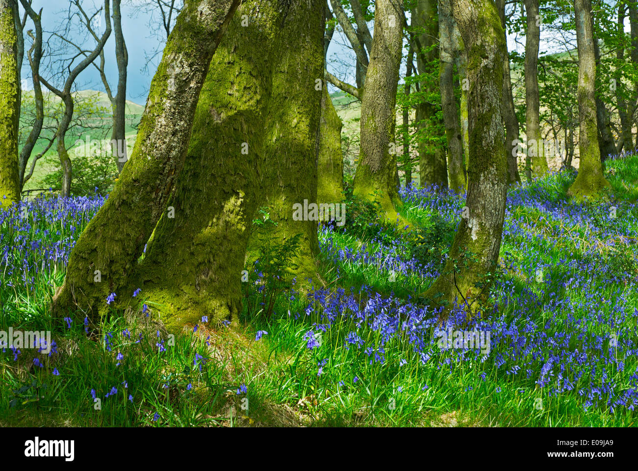 Bluebell wood près de Staveley, Parc National de Lake District, Cumbria, Angleterre, Royaume-Uni Banque D'Images
