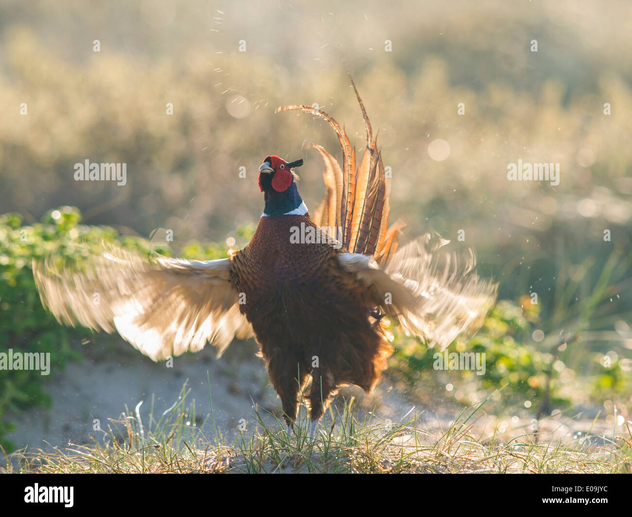 Le faisan commun, homme, Phasianus colchicus, Allemagne Banque D'Images