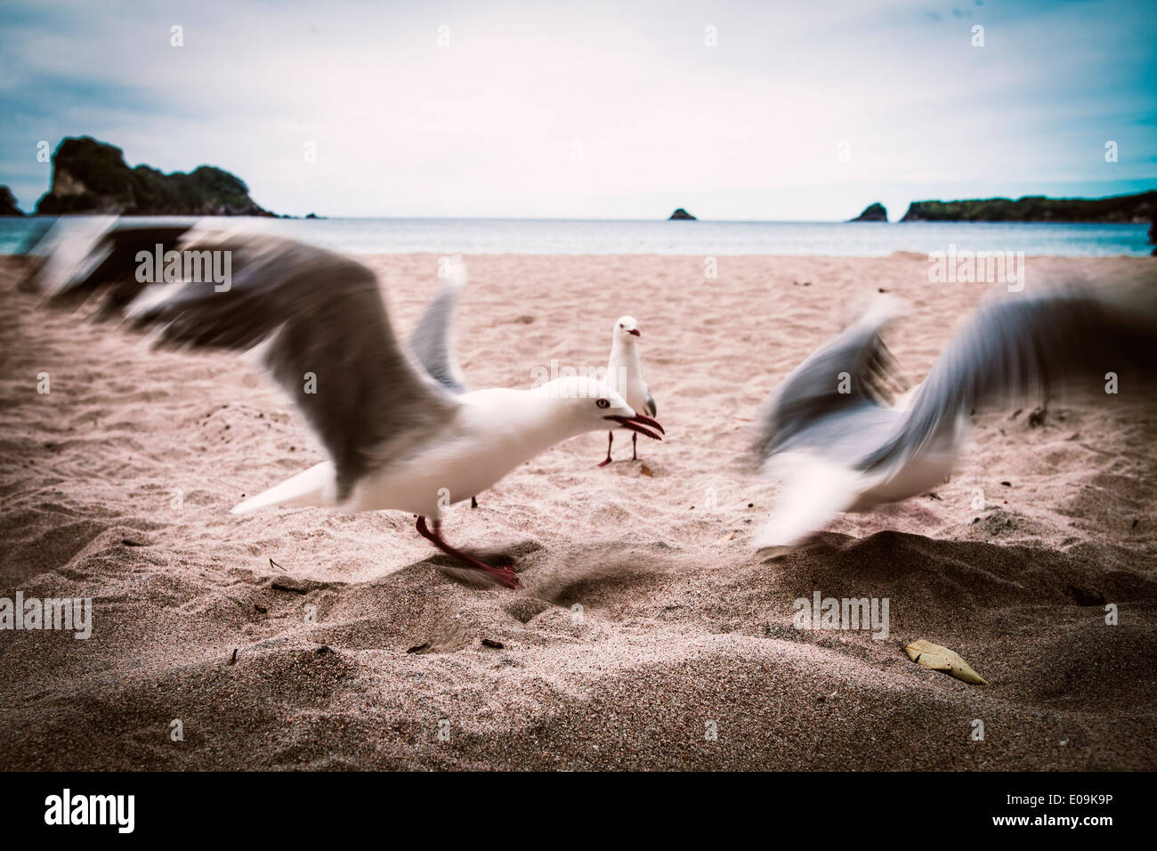 Nouvelle Zélande, île du Nord, Cathedral Cove et des mouettes sur la plage Banque D'Images