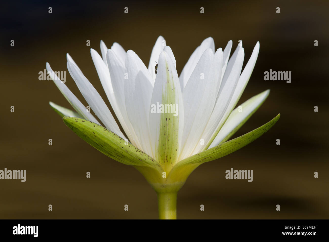 Dotleaf Nénuphar (Nymphaea ampla) flower Banque D'Images