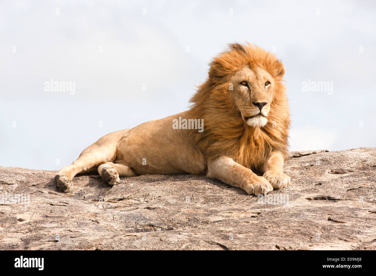 Lion (Panthera leo) sur un rocher rocher photographié en Tanzanie Banque D'Images