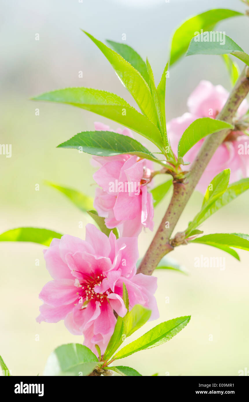 Branche avec fleurs de rose dans le jardin , les fleurs fraîches Banque D'Images